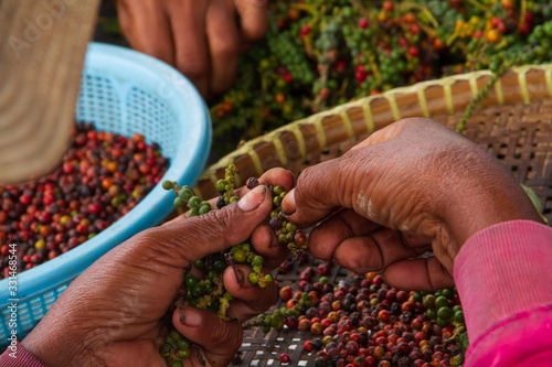 Close up of cambodian women hands working in a pepper field in Kampot, Cambodia.