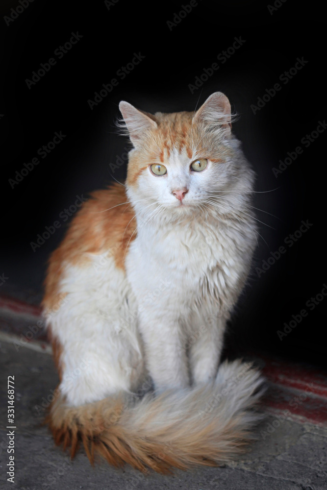 Portrait of wild red cat Portrait of wild red cat