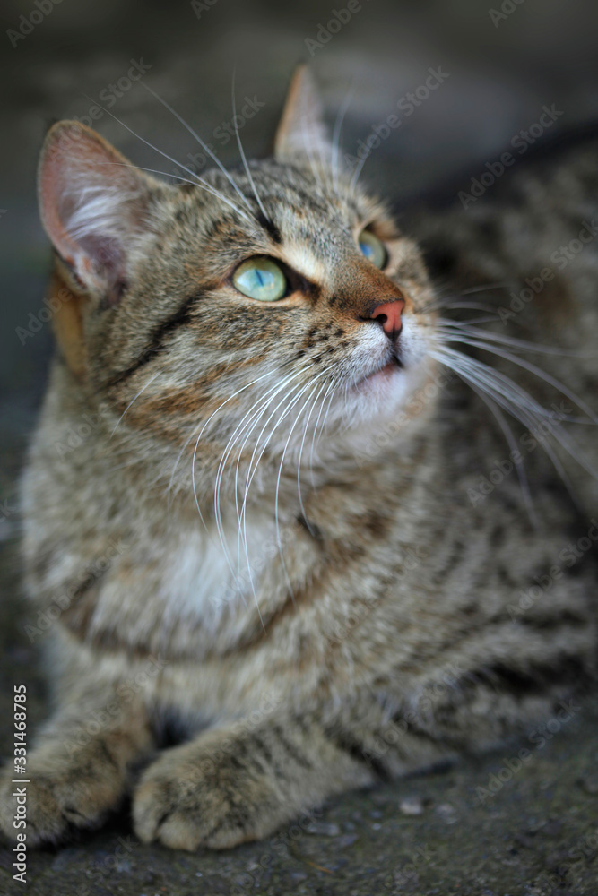 Portrait of grey wild cat