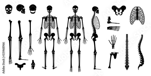 Human man skeleton anatomy
