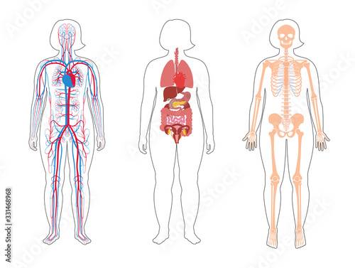 Internal structure of woman body
