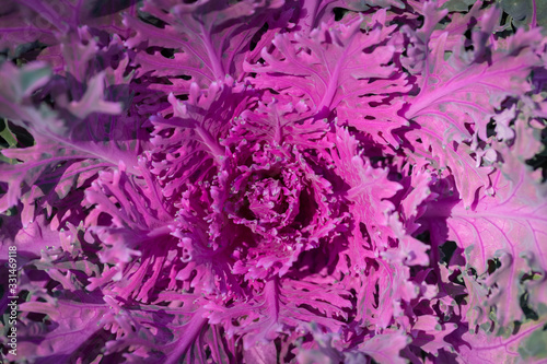 top view closeup ornamental cabbage