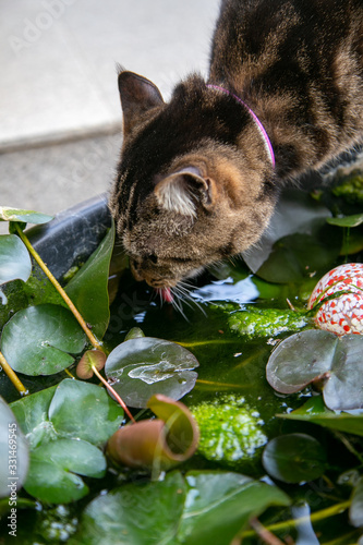 鉢から水を飲む猫