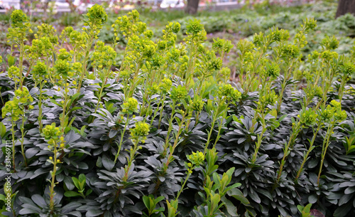 Euphorbia amygdaloides var Robbiae shiny green leaves greenish flowers plant in park green poisonous leaves