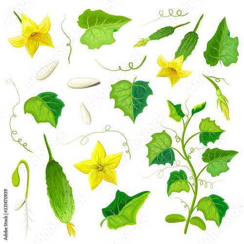 Morphology of healthy cucumber plant. parts of cucumber plant set. gherkin of various ripeness, flowers, leaves, branches, tendrills, seeds, seedling with root system isolated on white.Vegetable plant