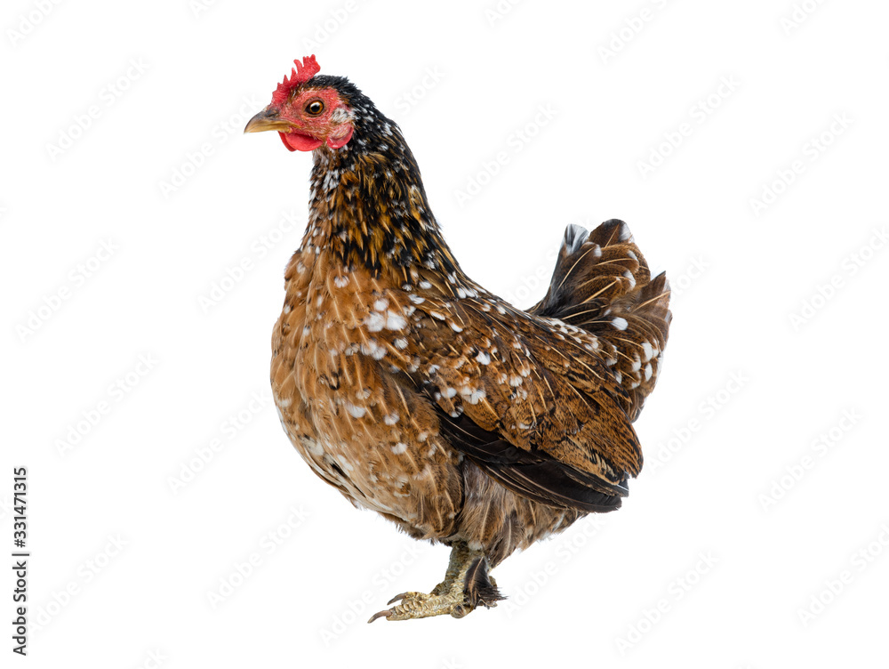 Fototapeta premium Brown chicken isolated on a white background.