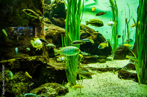 Tropical fish in a sea aquarium in the sea in blue optics © DatenschutzStockfoto