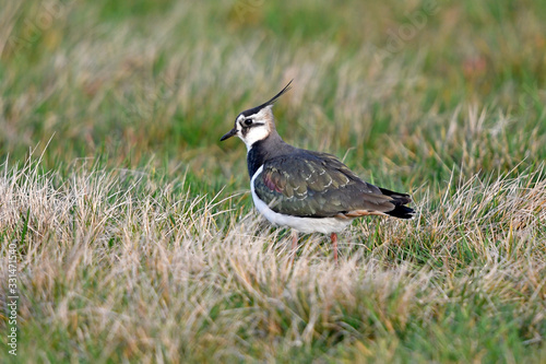 Northern Lapwing / Kiebitz (Vanellus vanellus) photo