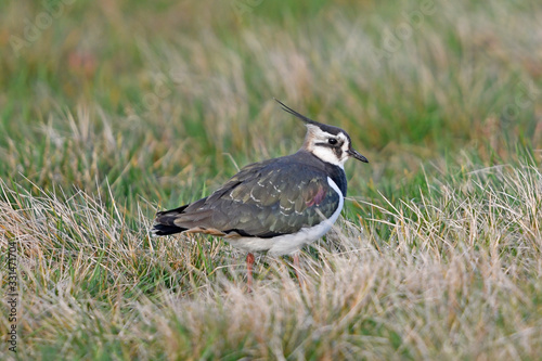 Northern Lapwing / Kiebitz (Vanellus vanellus) photo