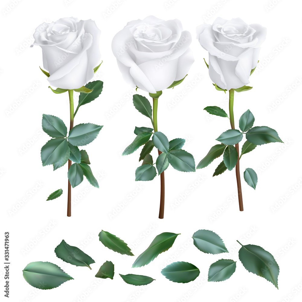Obraz premium realistic rose design isolated on background. vector illustration