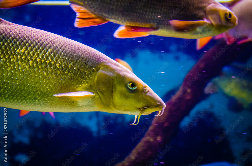 Tropical fish in a sea aquarium in the sea in blue optics Tropical fish in a sea aquarium in the sea in blue optics