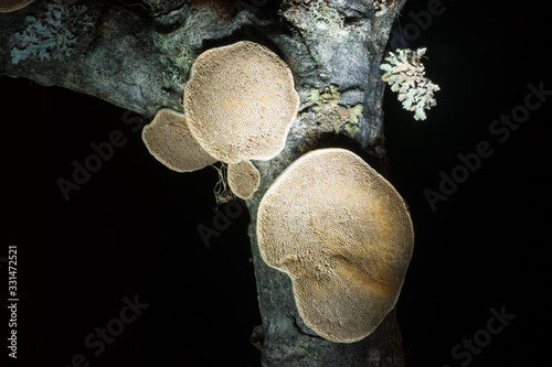 Polyporus Specimen growing on a Willow photo