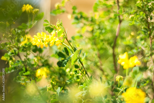 Spring or summer yellow and green floral abstract background. Flower design with copy space and bokeh. Soft-focus close-up of yellow flowers