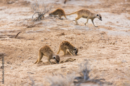 Meerkat in Kalahari