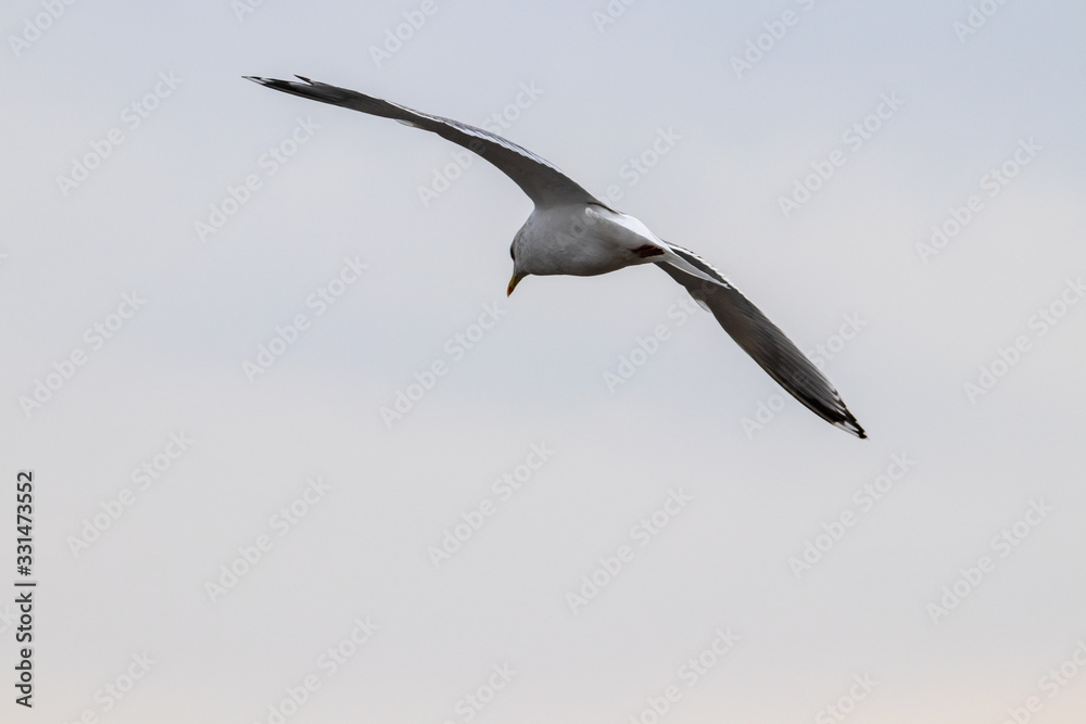 Free flying seagull on the beach Free flying seagull on the beach