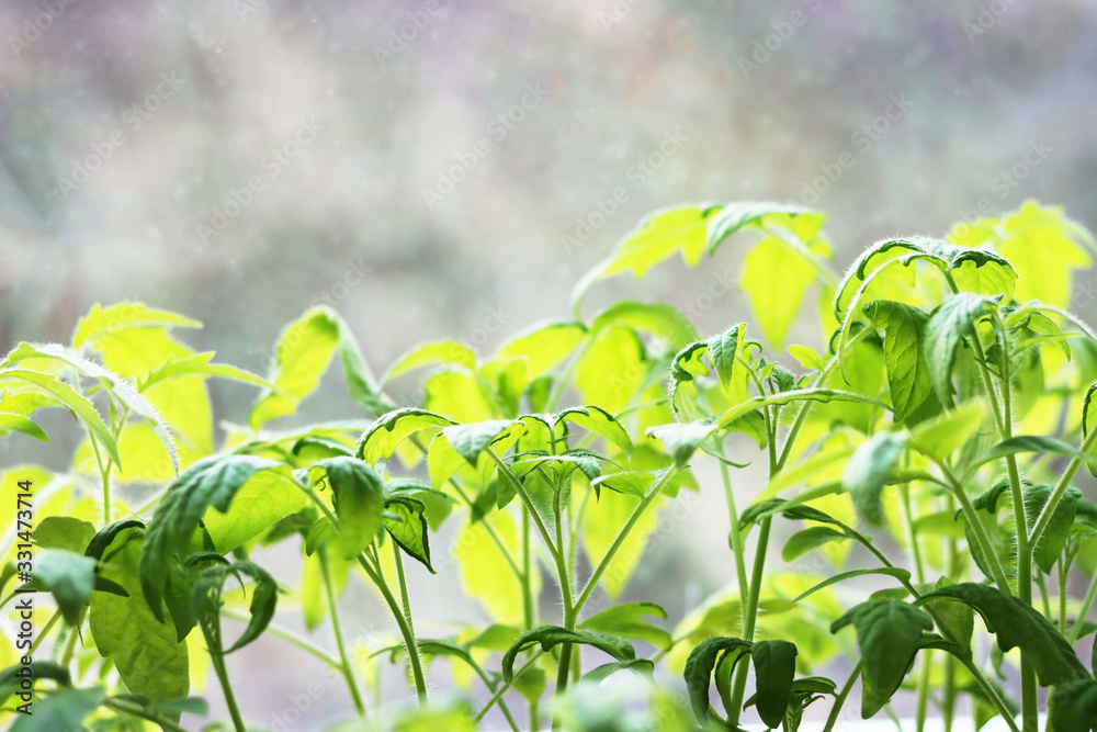 Obraz premium green tomato seedlings side view