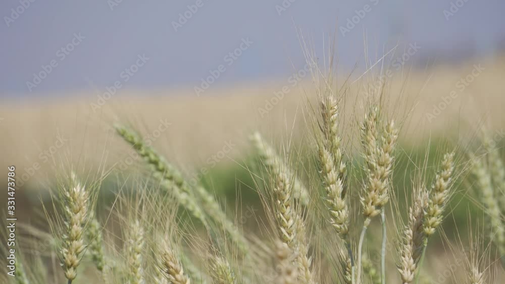 Beautiful green barley tree with the wind blowing through Beautiful green barley tree with the wind blowing through