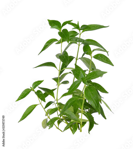 Andrographis paniculata leaf on white background. medical herbs