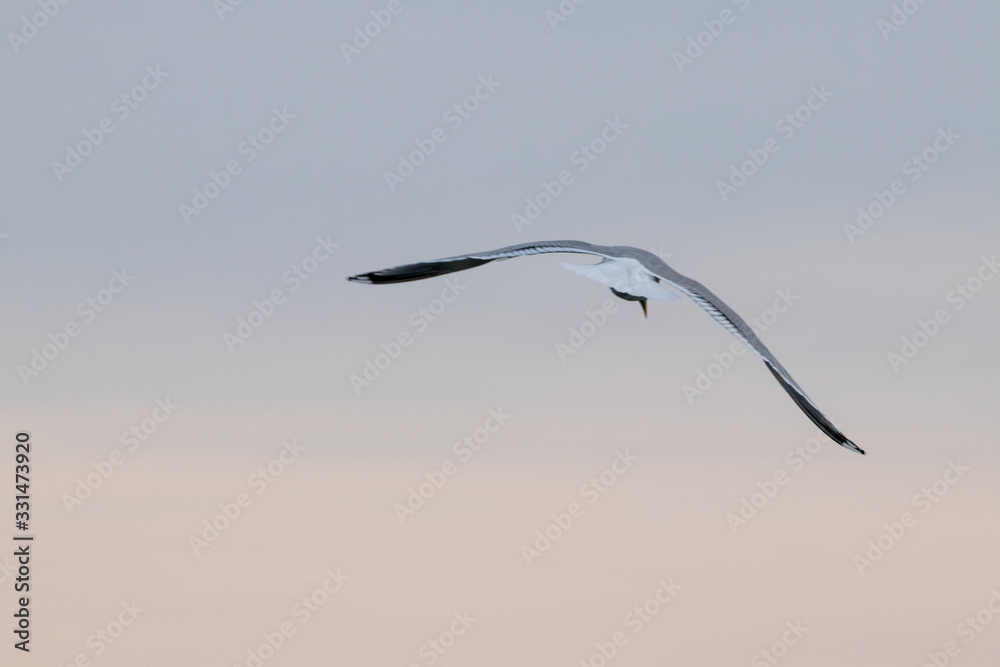 Free flying seagull on the beach Free flying seagull on the beach