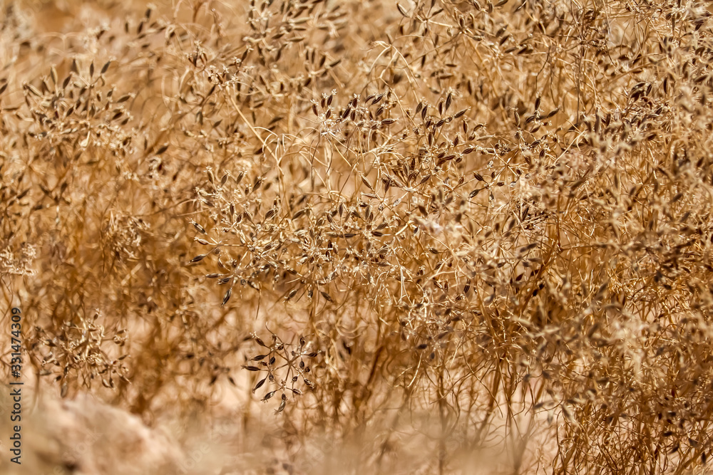 Fototapeta premium close up zira (zeera) seeds,cumin seeds at farm,cumin plant,cumin seeds plants or garden view,