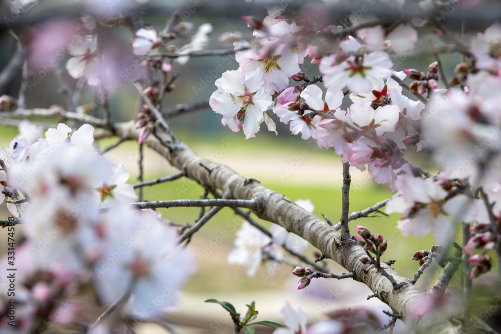 Obraz premium almond tree