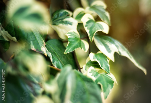 Green foliage of healthy plant with white edging serrated leaves in sunny day. Horizontal botanical green background, cover, banner