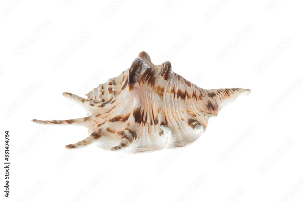 Seashell with brown patterns, isolated on white background Seashell with brown patterns, isolated on white background