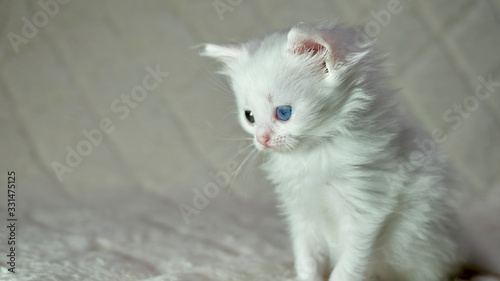 kitten with heterochromia white color