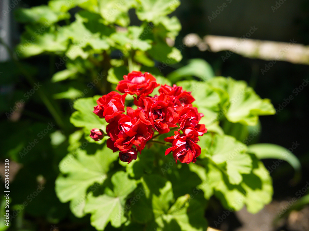 Red flowers against a background of green leaves Red flowers against a background of green leaves