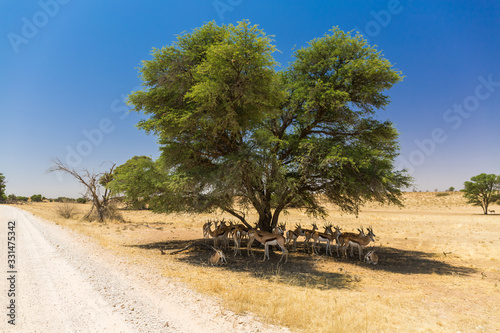 Landscape of the Kalahari