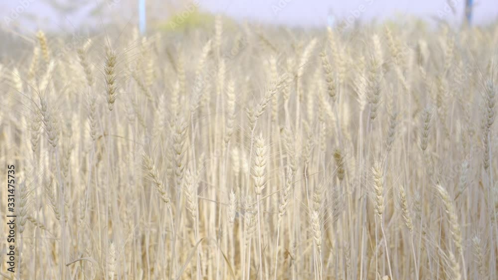 Beginning of the coming barley gray barrow Harvest time