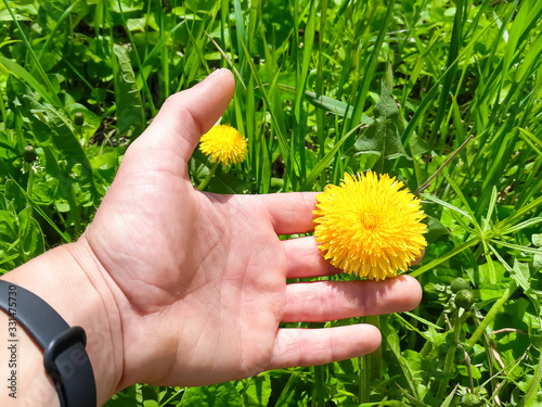 Yellow dandelion in hands on grass background