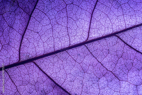 Closed up leaf details (negative film technique) © banjongseal324