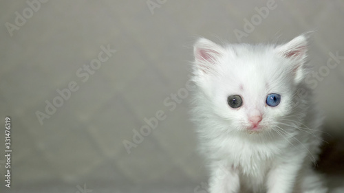 kitten with heterochromia white color