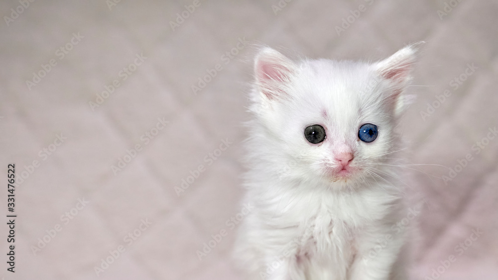 kitten with heterochromia white color kitten with heterochromia white color