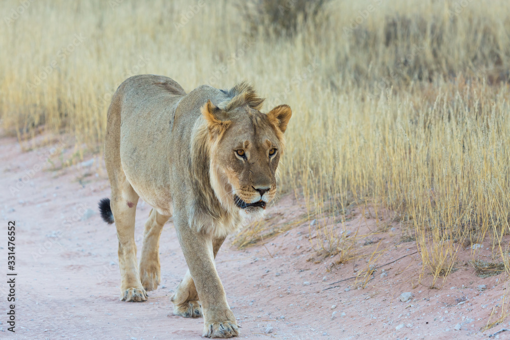 Lions in Kgalagadi Transfrontier Park Lions in Kgalagadi Transfrontier Park