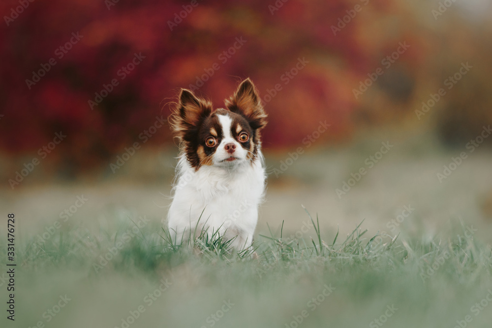 tricolor chihuahua dog standing outdoors in autumn