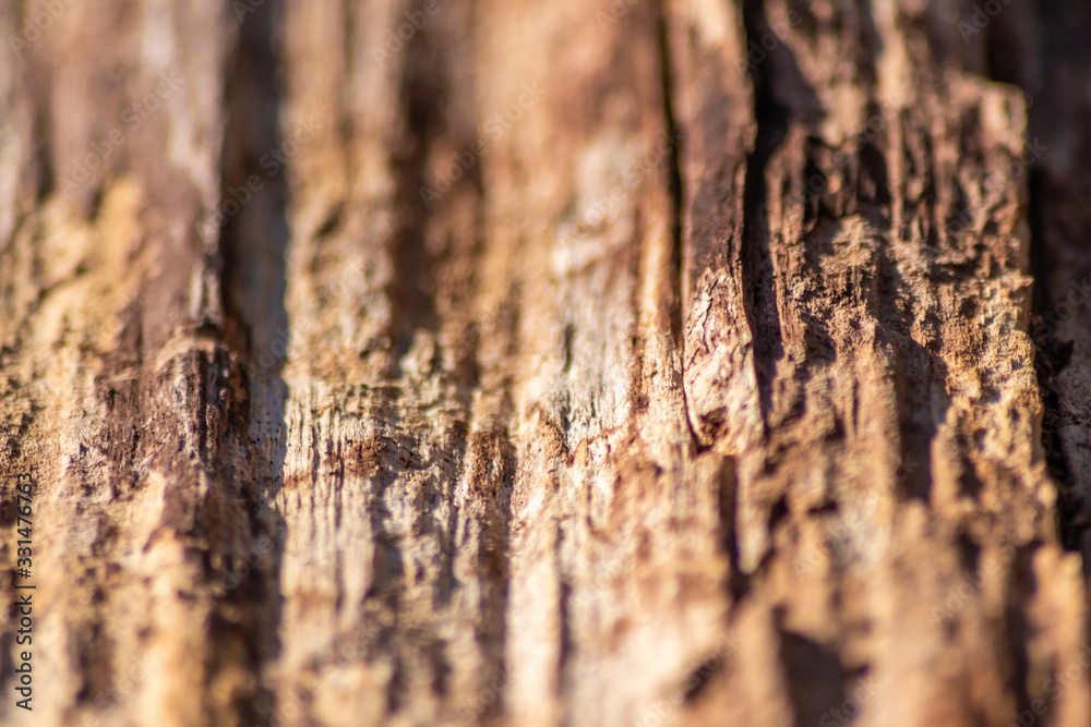 Altes marodes Holz eines gefällten Baumes verwittert im Wald und wird von Pilzen und Insekten zersetzt und wieder zu neuer Erde und Humus für neues Leben und Wachstum im Wald