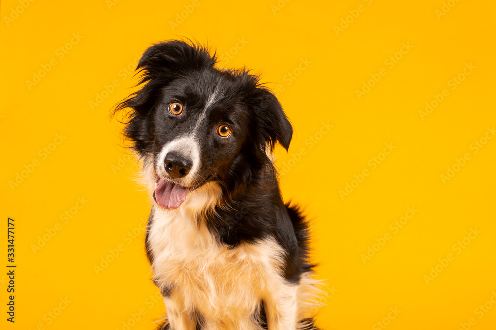 Fototapeta premium Crazy looking black and white border collie dog say looking intently on bright yellow background