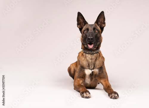 Happy Malinois - Focussed Belgian Malinois dog portrait on bright grey studio background