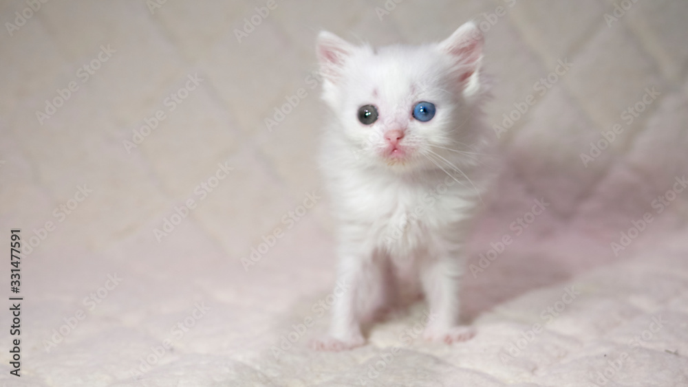 kitten with heterochromia white color