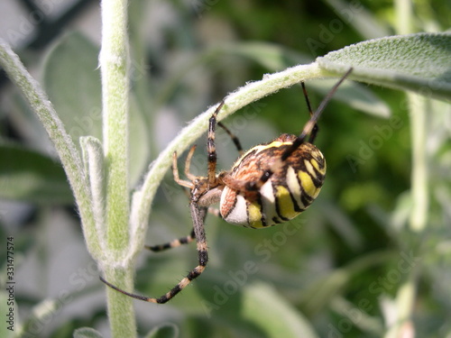 spider on leaf
