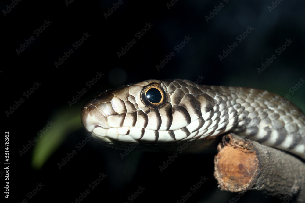 Close up head rat snake on stick tree at thailand Close up head rat snake on stick tree at thailand