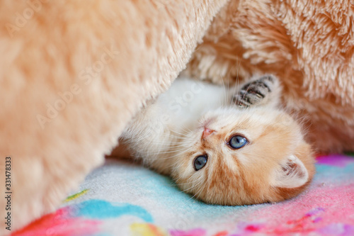 cute fluffy kittens with Golden chinchilla the British lying on the sofa © Olesya Pogosskaya