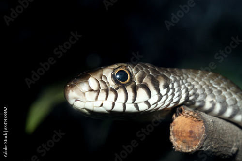 Close up head rat snake on stick tree at thailand