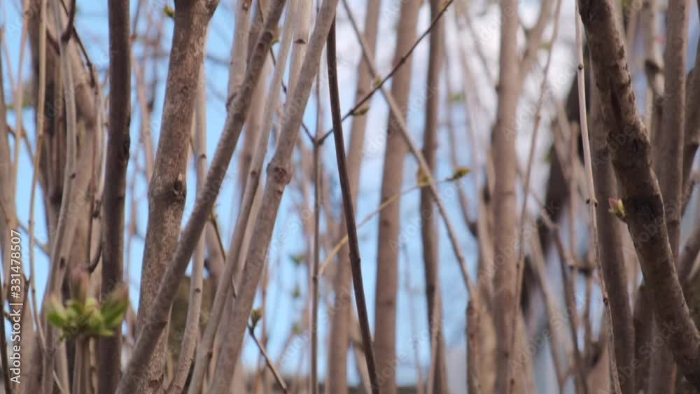 Lilac flowering branch after winter. Spring buds on the branches of lilac without flowering. Slow motion video. Lilac flowering branch after winter. Spring buds on the branches of lilac without flowering. Slow motion video.