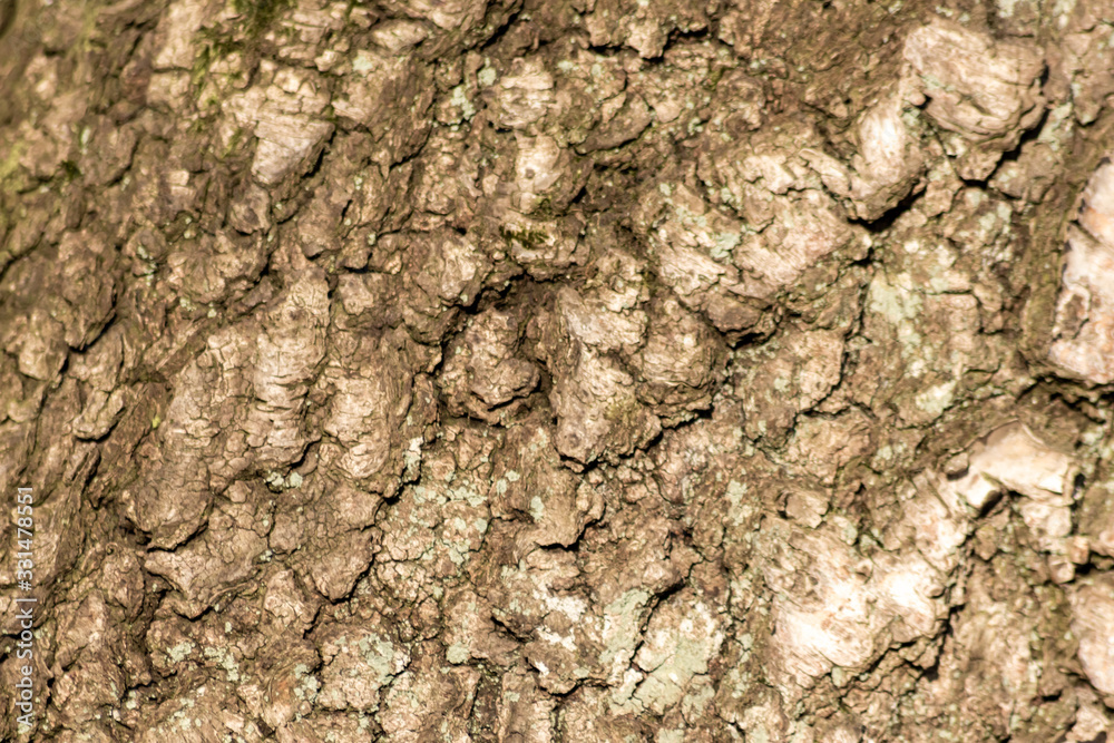 Rauhe Baumrinde bildet einen schönen natürlichen und ökologisch nachhaltigen Hintergrund für Umweltthemen und alles rund um Forstwirtschaft, Holzverarbeitung und Holzveredelung Rauhe Baumrinde bildet einen schönen natürlichen und ökologisch nachhaltigen Hintergrund für Umweltthemen und alles rund um Forstwirtschaft, Holzverarbeitung und Holzveredelung