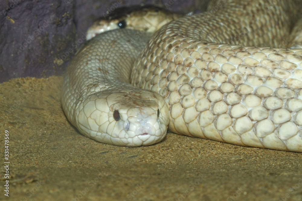 Fototapeta premium The Indochinese cobra snake close up head in the garden at thailand