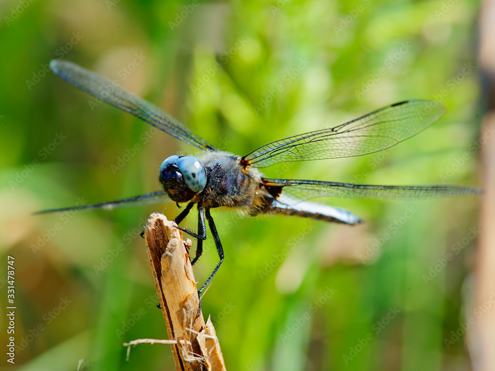 Colorful Dragonfly resting on a twig with blurred green nature background Colorful Dragonfly resting on a twig with blurred green nature background