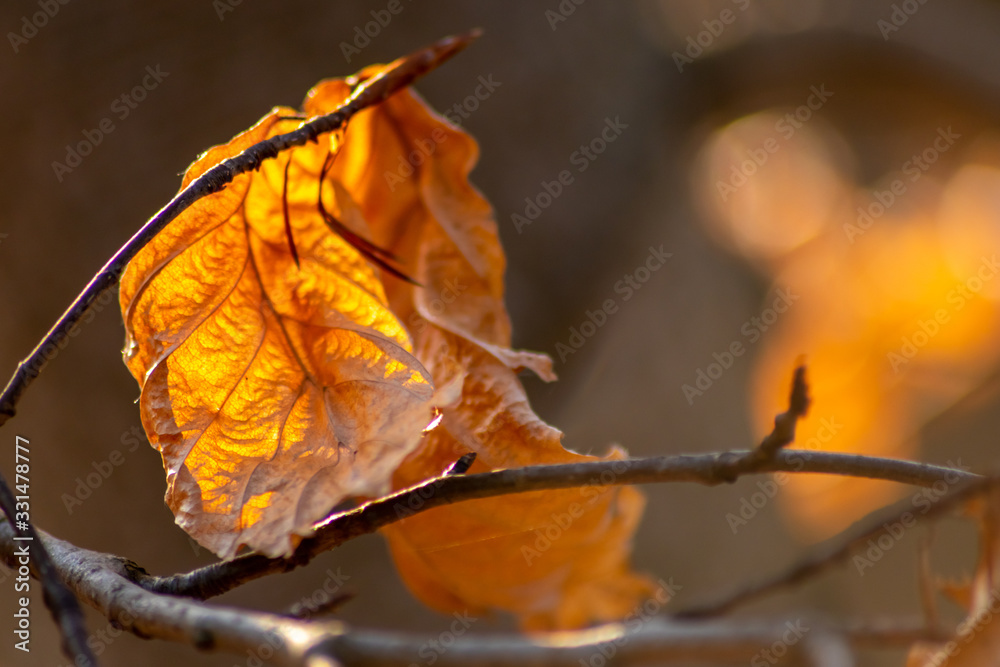 Obraz premium Im Gegenlicht mit Sonnenschein leuchtendes Herbslaub als goldener Herbst mit bunten Blättern, Blattadern und farbenfrohen Blättern im Indian Summer und schönster Jahreszeit